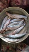 Indus trout fish available