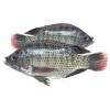 Tilapia  fish 450g-800g
