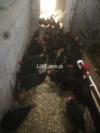 Australorp Breeders - Age 5.5 months - Laying Started
