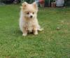 Pomeranian Pup for sale