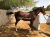 Mix Breed (Thoro +Desi) Horse for Sale