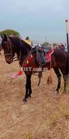 Bht Acha speeder desi horse for sale ( Rustum )