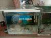 fish aquarium filter heater all complete aquarium size 1 feet by 1 fet