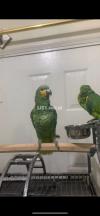 Amazon parrot bird adult and chick ful