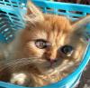 cute kitten  jojo for sell
