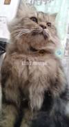 MashaAllah Siberian cat for matting