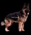 Long Coat German Shepherd Male for Sale