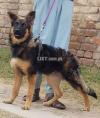 Sable German Shepherd female 4 month for sell