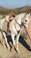 White stallion for sale or exchange with heighted Mare