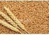 Wheat supplier