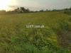 Agricultural land for sell