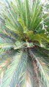 Kangi Palm plant