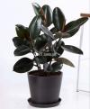 Rubber Plant (Ficus elastica) for Indoor and Outdoor