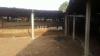 Cattle and Buffalo farm for rent
