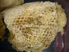 Forest Berry Honey Combs Direct From Forest