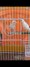 White canary  pair for sale