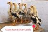 10 chicks out class breed for sale laakha breed