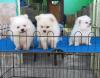 Pomeranian pups available
