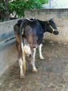 Freshly calved Cow for Sale