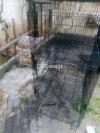 Cage for sale feedbox nhi hai bs or try sub sahi hai or clean hai