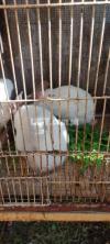 Rabbits 5 piece urgent for sell