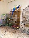 Macaw parrot (blue gold)