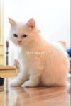White Semi-Punch Persian Cat 5months old