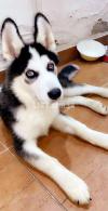 siberian husky the most beautiful puppy available for sale Urgently
