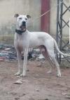 Pewar bully gultair male age 15 months for sales