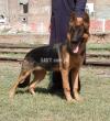 Gsd double coat 7 month male for sale