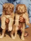 Alabai dog pair 2 months for sale