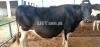 Fresion cow for sale