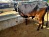 Punjab ki bhetreen nasli cow available
