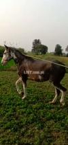 Mix breed female horse for sale 9 month pregnant