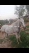 Mix breed, Female Horse, 300,000/-