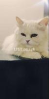 PERSIAN CAT FULL TRAINED AND FRIENDLY