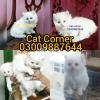 *Cat *AVAILABLE **