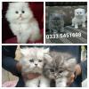Beautiful Adorable kids available