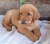 Show class labrador puppies from pedigree parents best quality in town