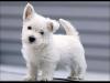 Maltese Teriar Female pup Available For Sale