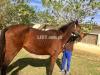 Horse femal  Tharo Breed