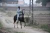 Horse Sikandar for sale