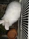 Gaint angora rabbit