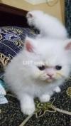 Triple Coated White Persian Kittens