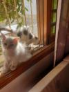 2 Semi Persian House Kittens for sale