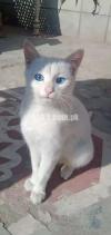Cat  white colour