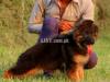 the most beautiful gsd puppy available for sale imported parent's