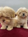 Maltese Fawn Show Quality Puppies For Sale