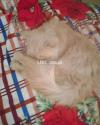 Persian kitten for sale.