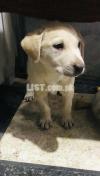 Labrador male 47 days age family dog